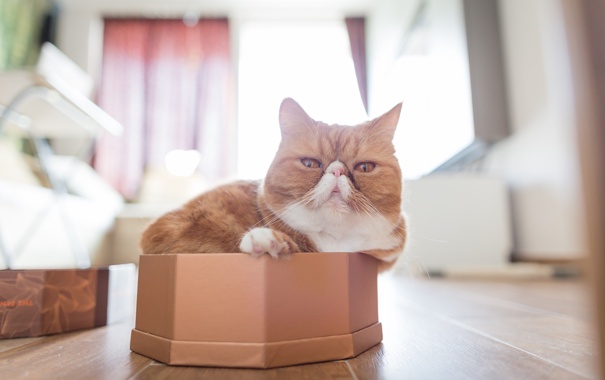 КОТТТ
