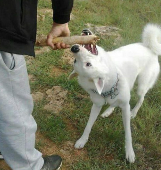 Собаки