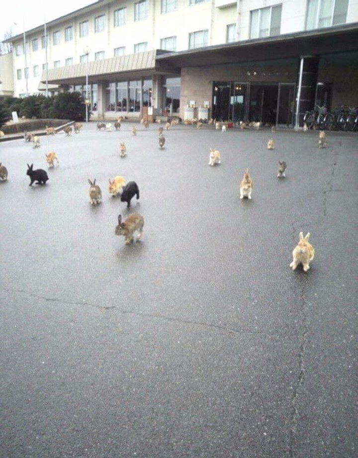 Остров зайцев