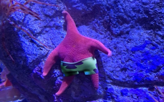 Морская звезда с Морская звезда с