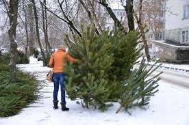 Киевлян призывают не выбрасывать новогодние елки Фото № 0 Киевлян призывают не выбрасывать новогодние елки Фото № 0