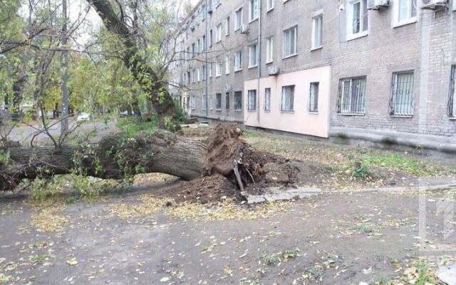 Упавшая ветка дерева разбила автомобиль, водителю чудом удалось спастись Фото № 1 Упавшая ветка дерева разбила автомобиль, водителю чудом удалось спастись Фото № 1