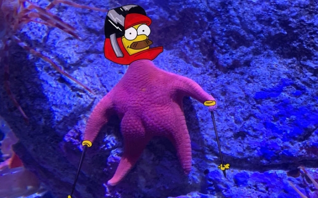 Морская звезда с Морская звезда с