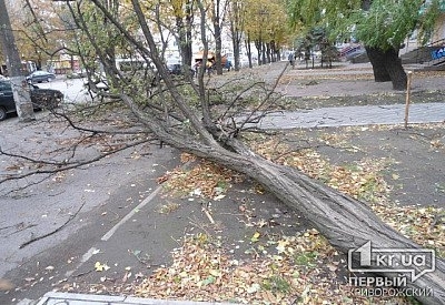 В центре Кривого Рога рухнуло дерево Фото № 0 В центре Кривого Рога рухнуло дерево Фото № 0