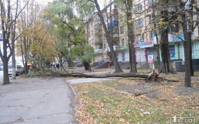 В центре Кривого Рога рухнуло дерево Фото № 1 В центре Кривого Рога рухнуло дерево Фото № 1