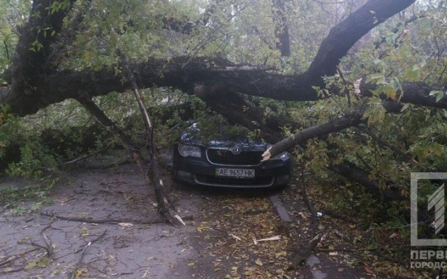 Упавшая ветка дерева разбила автомобиль, водителю чудом удалось спастись Фото № 0 Упавшая ветка дерева разбила автомобиль, водителю чудом удалось спастись Фото № 0