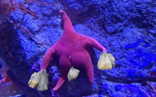 Морская звезда с Морская звезда с