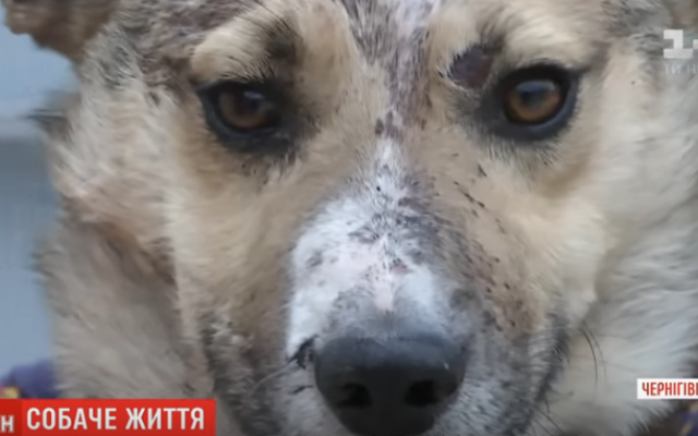 Сельский самосуд за искусанного ребенка: отец побил молотком соседского пса Фото № 0 Сельский самосуд за искусанного ребенка: отец побил молотком соседского пса Фото № 0