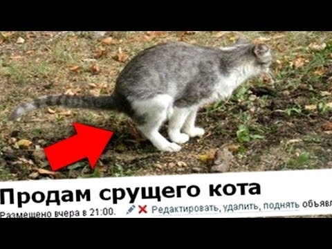 Смешно или тупо? Топ-18 самых бредовых интернет-объявлений Фото № 0 Смешно или тупо? Топ-18 самых бредовых интернет-объявлений Фото № 0