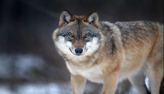 На Тернопольщине волк напал на женщину Фото № 0 На Тернопольщине волк напал на женщину Фото № 0