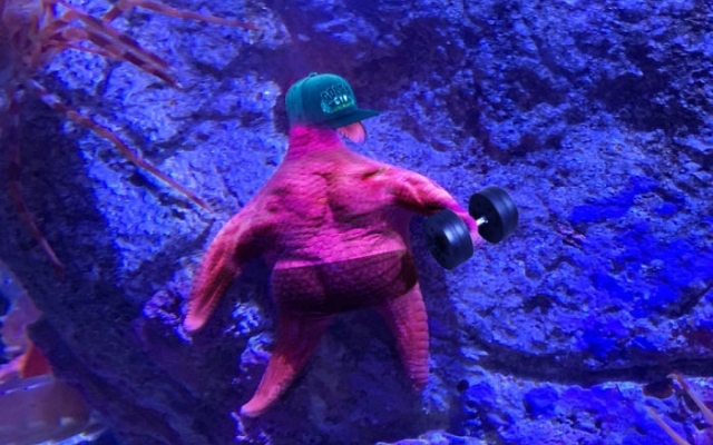 Морская звезда с Морская звезда с