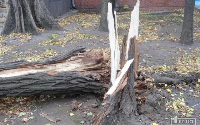 В центре Кривого Рога рухнуло дерево Фото № 2 В центре Кривого Рога рухнуло дерево Фото № 2