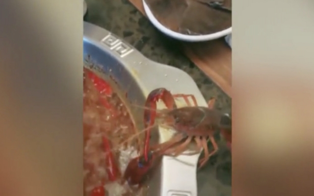 Удивительное видео снято в китайском ресторане: рак ценой собственной клешни выбрался из горячей кастрюли (видео) Фото № 0 Удивительное видео снято в китайском ресторане: рак ценой собственной клешни выбрался из горячей кастрюли (видео) Фото № 0