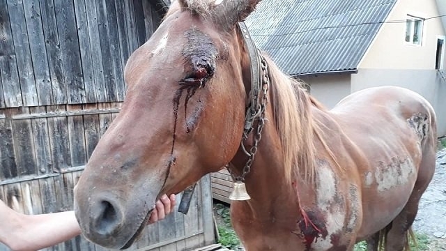 На Закарпатье живодер всю ночь калечил лошадь. Стало известно, почему полиция его отпустила Фото № 2 На Закарпатье живодер всю ночь калечил лошадь. Стало известно, почему полиция его отпустила Фото № 2
