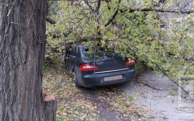 Упавшая ветка дерева разбила автомобиль, водителю чудом удалось спастись Фото № 2 Упавшая ветка дерева разбила автомобиль, водителю чудом удалось спастись Фото № 2