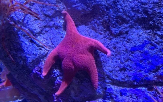 Морская звезда с Морская звезда с