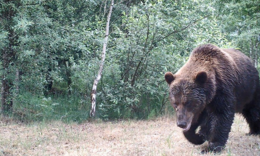 Природа отбирает свое: появились фото зимнего Чернобыля