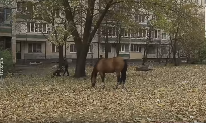 На Солнечном два дня стояла привязанная лошадь