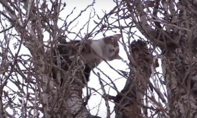 Как в Кривом Роге Цезаря спасали