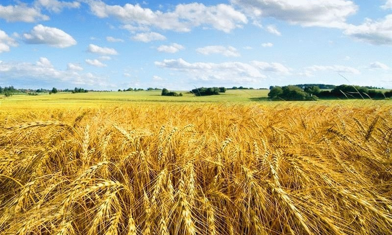 Украина исчерпала 9 квот на экспорт в ЕС
