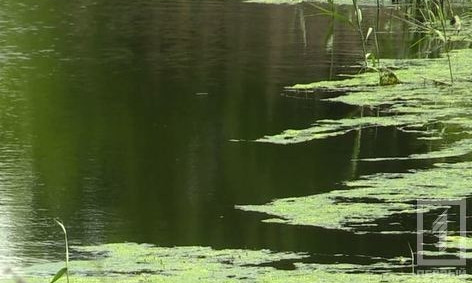 В реке Саксагань обнаружена сальмонелла