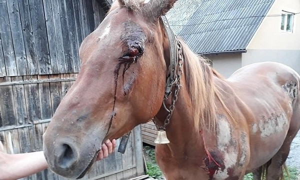На Закарпатье живодер всю ночь калечил лошадь. Стало известно, почему полиция его отпустила