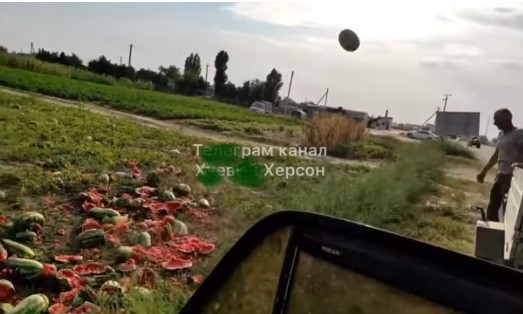 В сети возмущены уничтожением урожая арбузов на Херсонщине: ягоды никому не нужны (ВИДЕО)