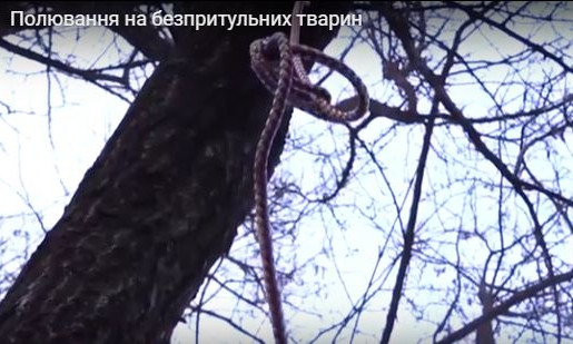 В Кривом Роге изощренно издеваются над животными