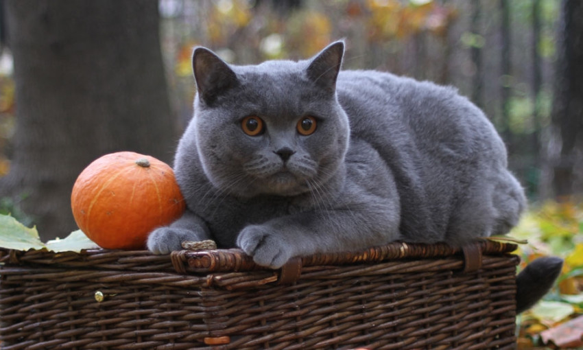 Мяу: О чем говорят кошки