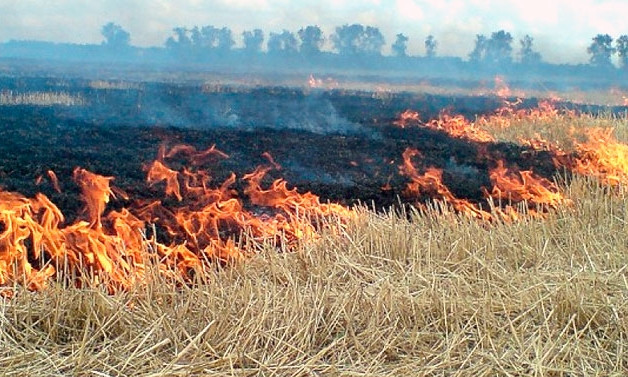 В Кривом Роге сгорело 5 гектаров сухого поля