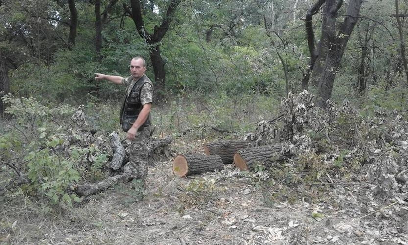 На Днепропетровщине массово рубят дубы
