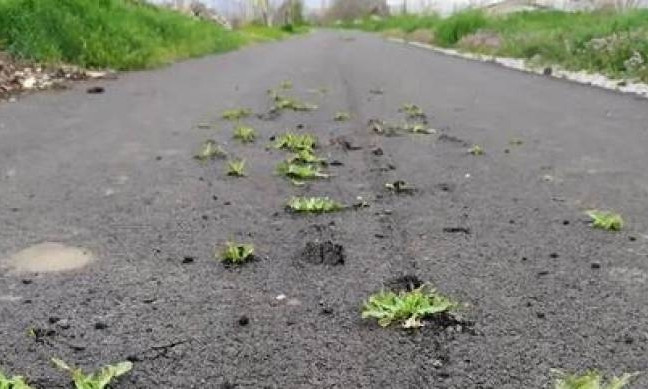 Под Днепром на новой асфальтированной дороге проросла трава (ФОТО)