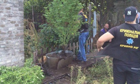 Еще один наркоплантатор задержан в Кривом Роге