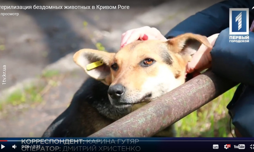 В Кривом Роге начался собачий бэби-бум