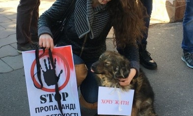 Криворожане поддержали петицию об охране бездомных животных
