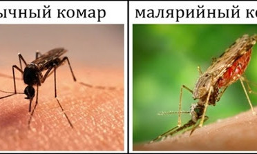 Под Одессой скончался моряк, который заразился малярией в Африке