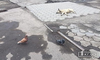 В Кривом Роге без дела лежит крематор для животных, - депутат горсовета