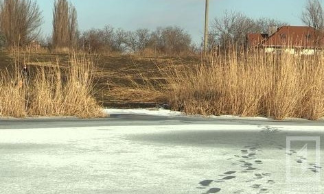 В Кривом Роге спасли овчарку, которая оказалась посреди ставка на льдине