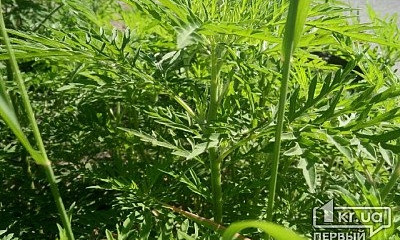 В Кривом Роге амброзию исследуют за 180 тысяч гривен