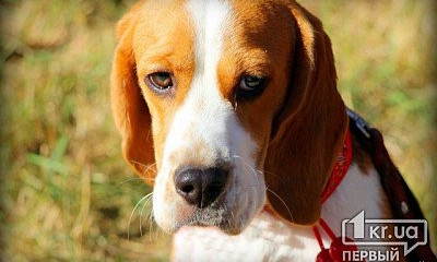 В Кривом Роге начались подсчеты бездомных собак