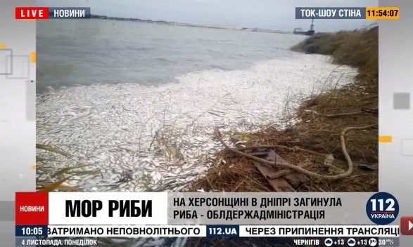 На Юге, в Херсоне, ЧП на реке Днепр: массово всплывает рыба (ВИДЕО)
