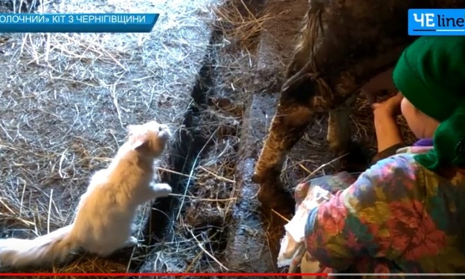 Чернігівський кіт на льоту п’є коров’яче молочко: відео