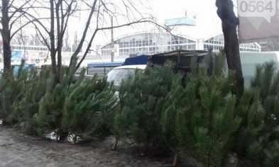 В Кривом Роге торгуют елками без документов