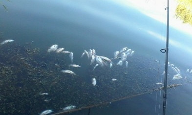 Река под Кривым Рогом усеяна мертвой рыбой