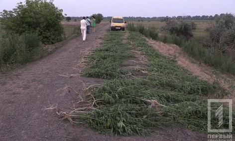 Урожай по-криворожски: под Кривым Рогом полиция уничтожила 2,5 тысячи кустов конопли