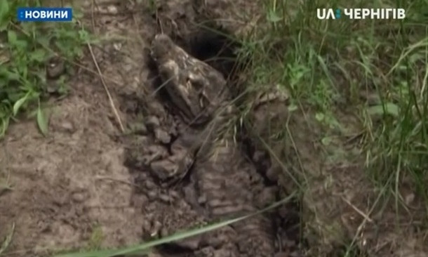 В селе под Прилуками нашли мертвого крокодила (ВИДЕО)