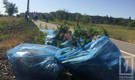 В Кривом Роге уничтожали амброзию