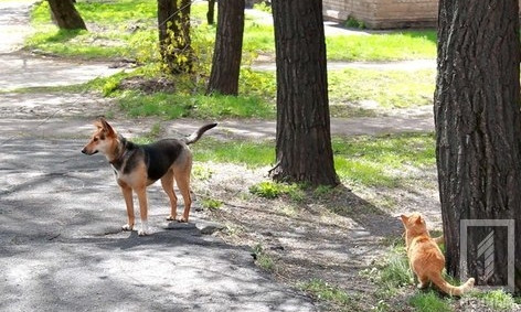 Стерилизация бездомных собак в Кривом Роге начнётся через две недели, - обещание