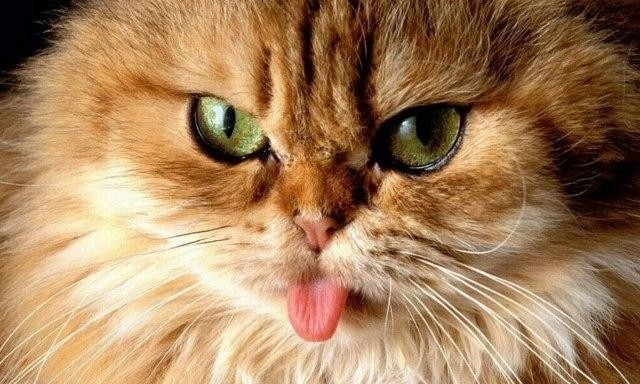 20 животных, у которых произошла маленькая драма