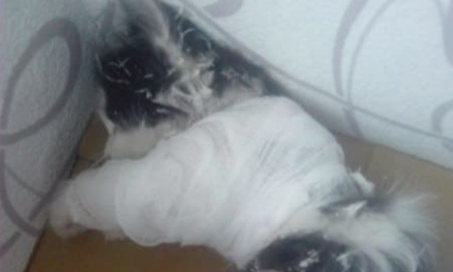 Дети швырнули котенка с 8-го этажа и наблюдали что будет. Животное в луже крови увидела девушка…